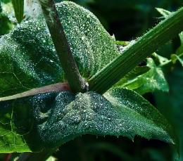 Early Morning Dew